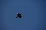 Elster im Flug