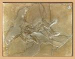 Archaeopteryx