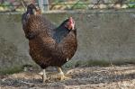 Huhn in Nachbars Garten