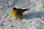 Erlenzeisig im Schnee