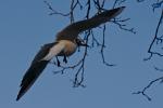 Landeanflug (meine ersten Gehversuche mit dem Tamron 70-300 USD)