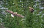 Fischadler Norwegen