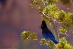 Diademhäher Steller's Jay