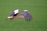 Storch