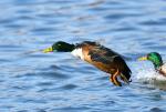 Enten bei der Landung