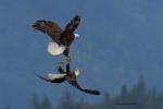 Adler im Luftkampf kopfüber