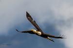 Weißkopfseeadler im Paarflug