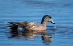 American Widgeon