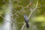 Gray Catbird Dumetella carolinensis 2