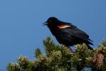 Red-winged Blackbird Agelaius phoeniceus 6