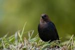 Brown Headed Cowbird Molothrus ater 2