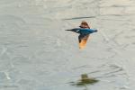 Eisvogel über Eis im Abendlicht