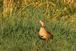 Nilgans