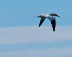 Gannet