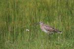 Regenbrachvogel (04)