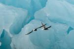 Küstenseeschwalben am Jökulsárlón (3)