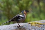 Buchfink im Regen