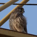 Turmfalke (7)