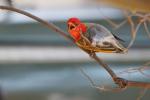 Red-headed weaver (3)