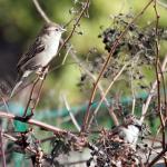 Spatz im Brombeerstrauch