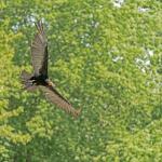 Flugshow in der Kiekemal Waldbühne