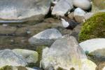 Wasseramsel beim Bokehbläschenfangen