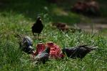 Stare im Tierpark Berlin