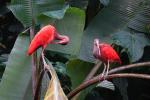 Scharlachsichler im Zoo Arnhem