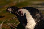 Pinguin Tonis Zoo