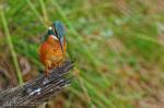 Eisvogel sieht Fisch