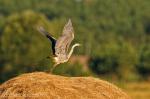 Abflug des Graureiher