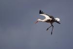 Storch