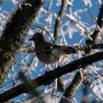 Vögel im winterlichen Kiez, Eichelhäher