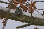 Vögel im winterlichen Kiez, Blaumeise