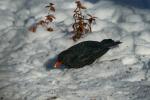 Vögel im winterlichen Kiez, Amsel (m)