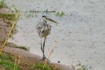 Makutsi - KrugerParkvögel 9