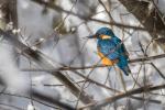 Eisvogel
