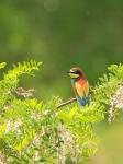 Bienenfresser