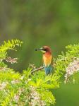 Bienenfresser