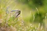 Bienenfresser