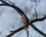 Spatz