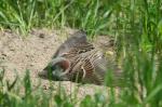 Spatz