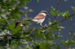 Neuntöter mit Jungvogel