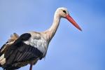 Storch