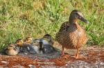 Stockentenfamilie