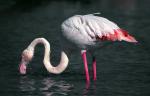 Flamant rose