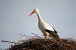 Storch