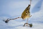 Wintergoldhähnchen