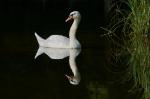 Schwan