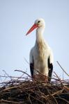 Storch